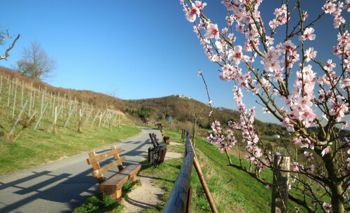 Aufnahme beim Spaziergang

Aufnameort: zwischen Auerbach und Zwingenberg - Bergstraße -
Kamera: Canon1300 D