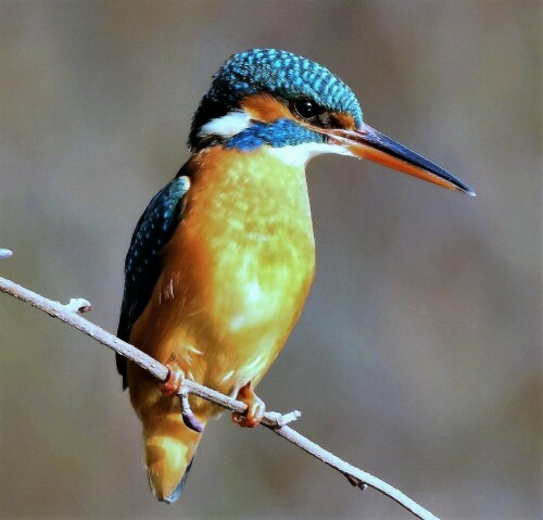 Eisvogel in der Wetterau am Fischteich

Aufnameort: Fischteich Stammheim - Wetterau
Kamera: Nikon D7200