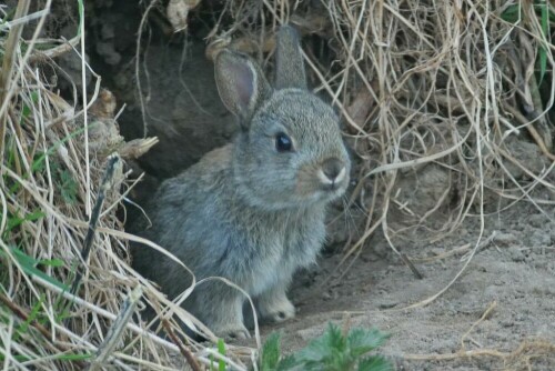 junges-wildkaninchen-20513.jpeg