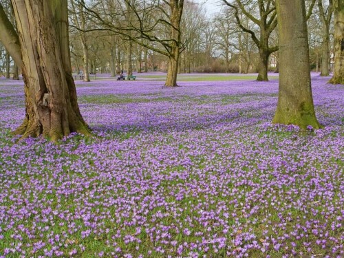 krokusblute-schloss-husum-20522.jpeg