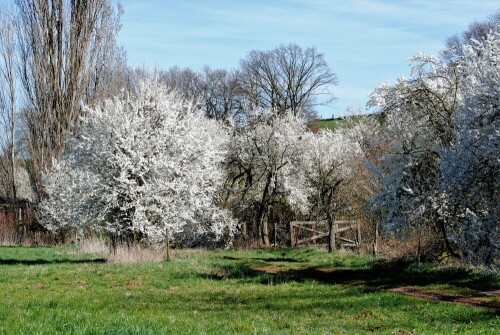 Schwarzdornblüte in der Wetterau

Aufnameort: Wetterau
Kamera: Nikon D7200