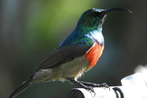 sunbird-nektarvogel-20805.jpeg