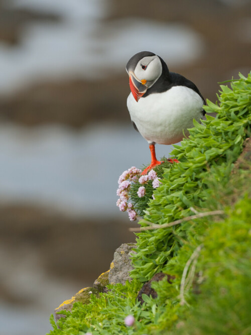 Nachdenklicher Papageitaucher

Aufnameort: Island, Látrabjarg
Kamera: Nikon D700