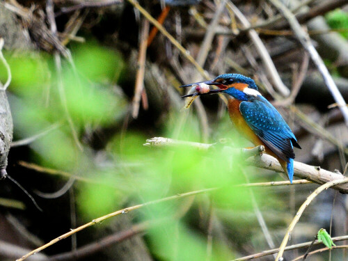 eisvogel-bei-der-jagd-23971.jpeg