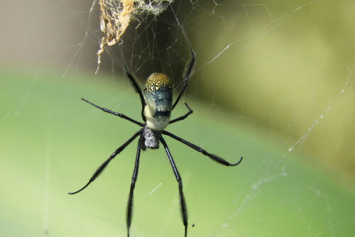 golden-orb-spider-20792.jpeg