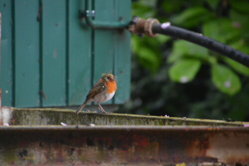 Vom Nestbau bis zum Ausflug

Aufnameort: Waltrop
Kamera: Nikon D3200