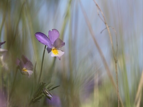 

Aufnameort: Bei Dannenberg
Kamera: Canon EOS 70D