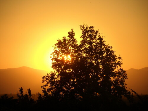 sonnenuntergang-durch-einen-baum-betrachtet-20714.jpeg