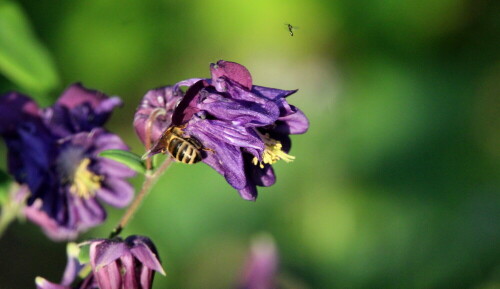 insektenbesuch-20796.jpeg