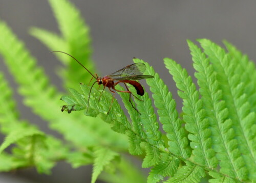 

Aufnameort: in meinem Garten
Kamera: Panasonic Lumix FZ 300