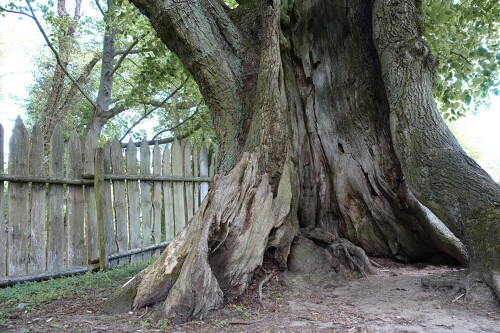 Wirklich beeindruckend, dass dieser Baum immer noch steht. Er wirkte in Wirklichkeit noch gigantischer und es knackte und knarzte ziemlich unheimlich, als ich mich in den Baum hineinstellte.

Aufnameort: Fläming
Kamera: Sony