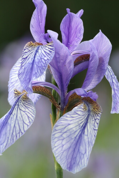 sibirische-schwertlilie-iris-sibirica-26707.jpeg