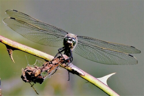 Auge in Auge mit einem Blaupfeil

Aufnameort: Fischteich in der Wetterau
Kamera: Nikon D 300