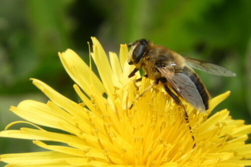 Fleissige Biene

Aufnameort: Hartkaiser / Ellmau / Tirol
Kamera: Nikon Coolpix B700