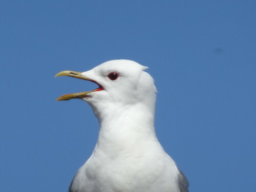 Möwe bei großer Hitze

Aufnameort: Westerland
