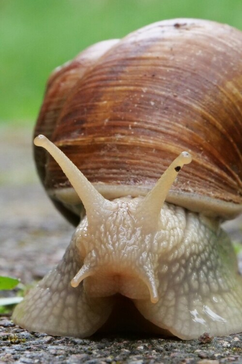 weinbergschnecke-20980.jpeg