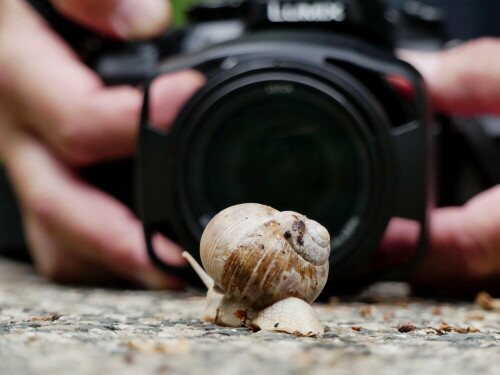 weinbergschnecken-fotoshooting-20964.jpeg