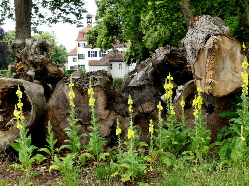 des-konigs-kerzen-vor-des-markgrafen-schloss-20967.jpeg