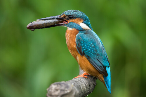 Nach erfolgreicher Jagd sitzt der Eisvogel auf einem Ast

Aufnameort: Kerpen
Kamera: Canon EOS 5D Mark IV + Canon EF 500mm f/4L IS II USM