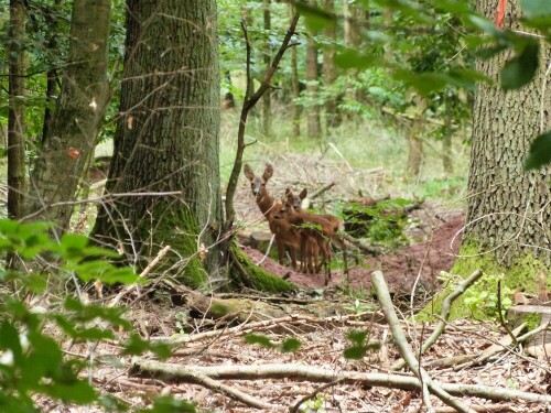 Dieses wunderschöne Trio wechstelte kurz vor uns über den
Weg. Als wir an dieser Stelle ankamen, sah ich die neugierigen
Blicke der drei aus dem Unterholz auf uns gerichtet. Sie waren ca.
20 m entfernt und ließen uns ruhig passieren.


Aufnameort: Egelsbach/Hessen/(Koberstadt
Kamera: Lumix FZ 48