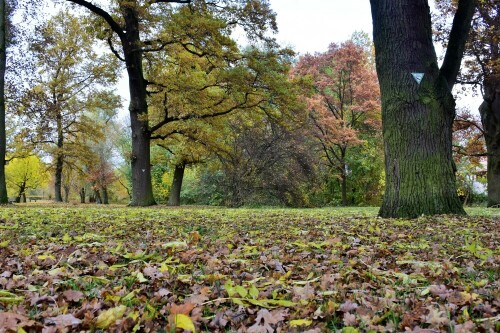 Herbst im Park in Staden

Aufnameort: Staden in der Wetterau
Kamera: Nikon D7200