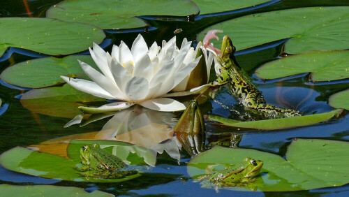 Frosch greift sich mit langer Zunge ein vorbeifliegendes Insekt

Aufnameort: Windheim bei Münnerstadt, Windseller See
Kamera: Panasonic Lumix FZ1000