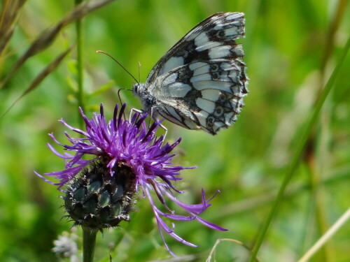 Schachbrettfalter an Flockenblume

Aufnameort: Nettersheim, Eifel
Kamera: Sony DSC HX100V