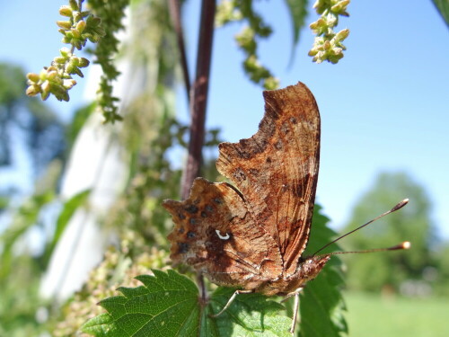 C-Falter

Aufnameort: Nettersheim, Eifel
Kamera: Sony DSC HX100V