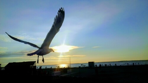 Möwe, in der Abendsonne

Aufnameort: Bensersiel, Strand
Kamera: Handy