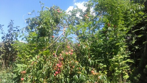 Nektarinen

Aufnameort: Garten
Kamera: Handy