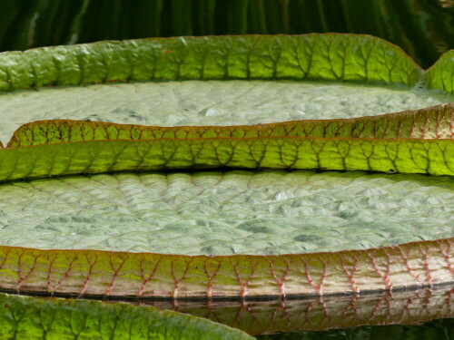 

Aufnameort: Erlangen Botanischer Garten
