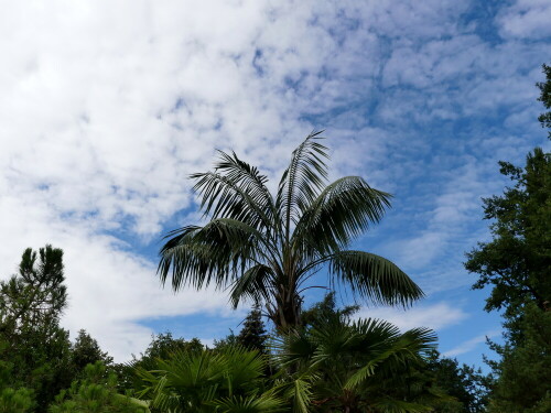 botanischer-garten-erlangen-palme-21297.jpeg