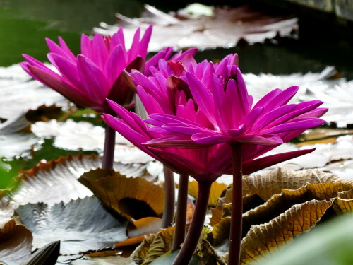 

Aufnameort: Erlangen Botanischer Garten
Kamera: Panasonic Lumix FZ 300