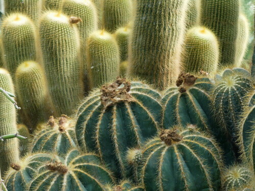 

Aufnameort: Botanischer Garten Erlangen
Kamera: Panasonic Lumix FZ 300