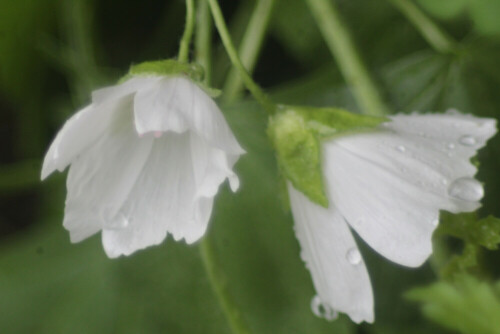 bluten-von-moschus-malven-malva-moschata-l-21306.jpeg