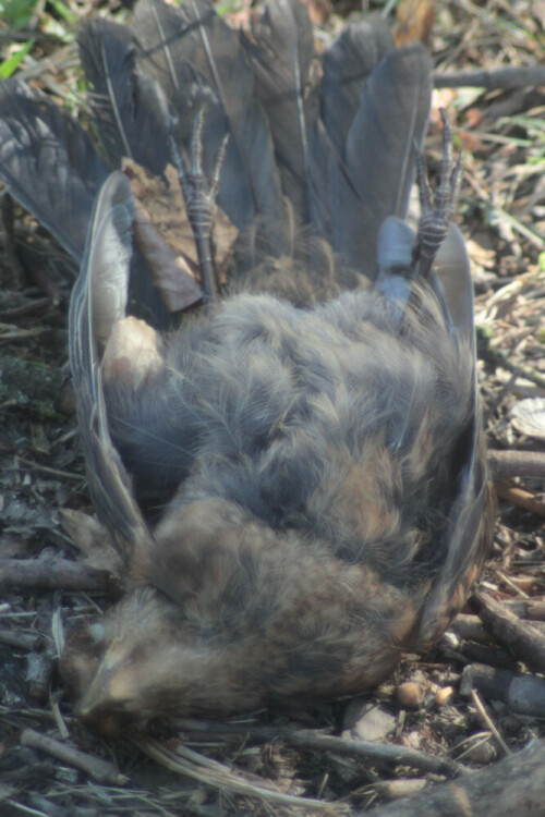 totfund-einer-weiblichen-amsel-21304.jpeg