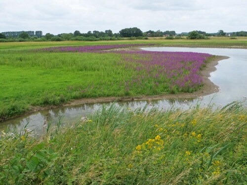 lippe-niedrigwasser-6-18-21350.jpeg