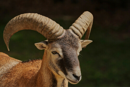 Mufflon, Ovis ammon musimon

Aufnameort: Odenwald
Kamera: Canon EOS 7D, Objektiv 100-400mm