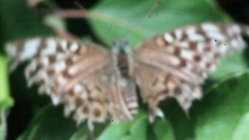 kaisermantel-argynnis-paphia-l-21379.jpeg