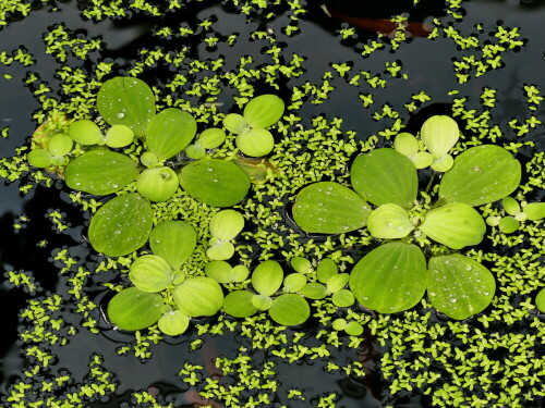 

Aufnameort: Botanischer Garten Erlangen
Kamera: Panasonic Lumix FZ 300