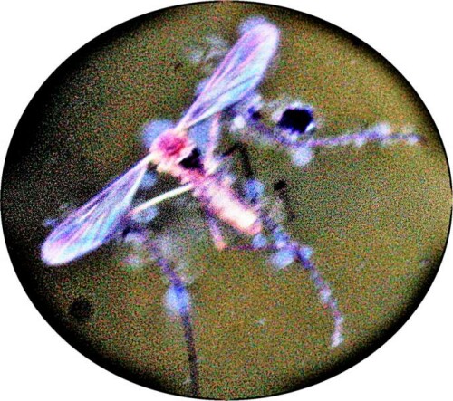 gemeine-stechmucke-culex-pipiens-l-1758-ertrunken-21404.jpeg