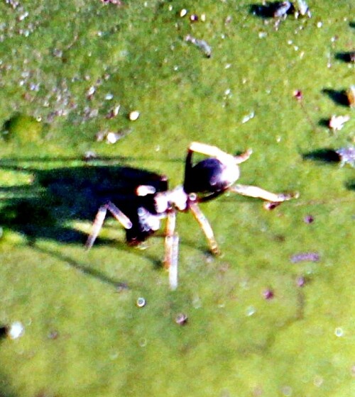 schwarze-wegameise-lasius-nige-21434.jpeg