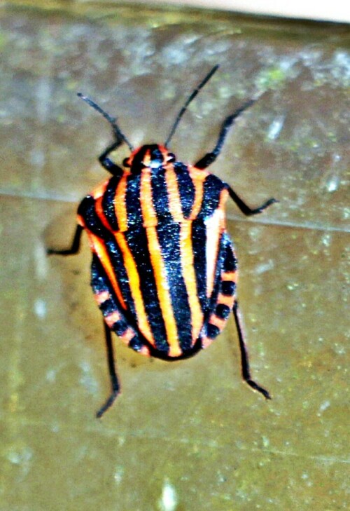 streifenwanze-graphosoma-lineatum-l-1758-21435.jpeg