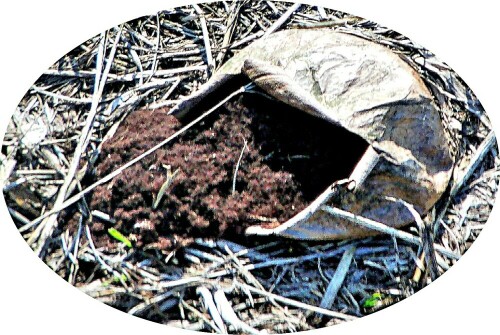 Der Kartoffelbovist wächst in Nadel- oder Mischwäldern z. B. auf Sand an trockenen Standorten. Hier dieses Exemplar dürfte aus dem letzten Jahr stammen oder zuvor.
https://de.wikipedia.org/wiki/Dickschaliger_Kartoffelbovist

Aufnameort: Eiershausen Rommelsberg
Kamera: Medion Camcorder