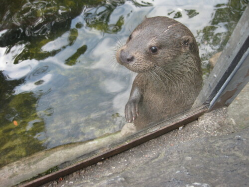 Otter in einem Gehege des Skansen

Aufnameort: Stockholm, Schweden
