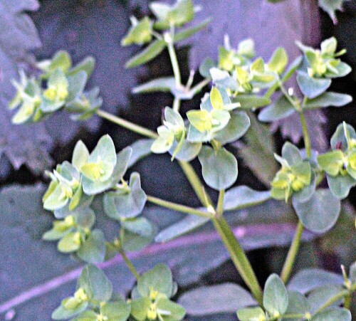 garten-wolfsmilch-euphorbia-peplus-l-21462.jpeg