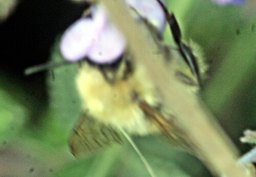 ackerhummel-bombus-pascuorum-s-21487.jpeg