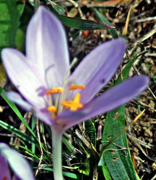 bluten-einer-herbstzeitlose-colchicum-autumnale-l-21495.jpeg