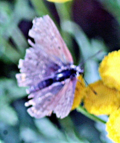 brauner-feuerfalter-lycaena-ti-21496.jpeg