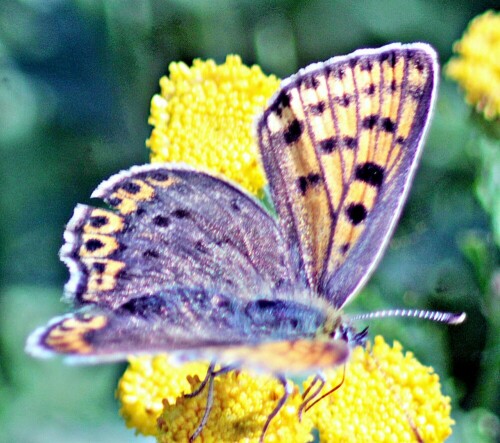 brauner-feuerfalter-lycaena-ti-21497.jpeg